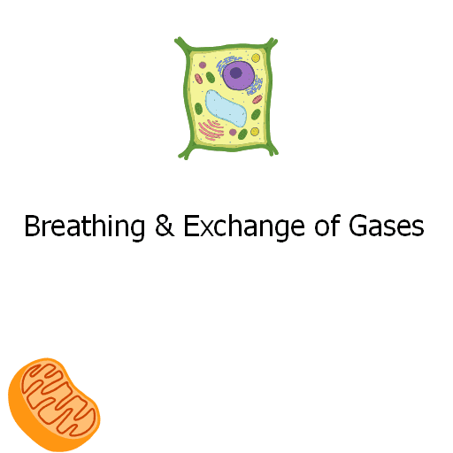 Breathing & Exchange of Gases 